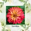 40 Semillas Orgánicas De Flor Zinnia Crisantemo Mezcla
