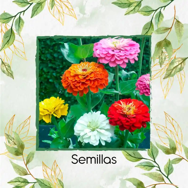 25 Semillas Orgánicas De Flor Zinnia De Dalia