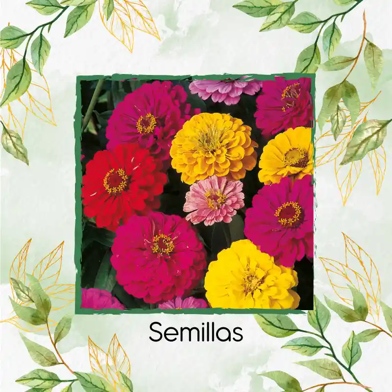 25 Semillas Orgánicas De Flor Zinnia De Dalia