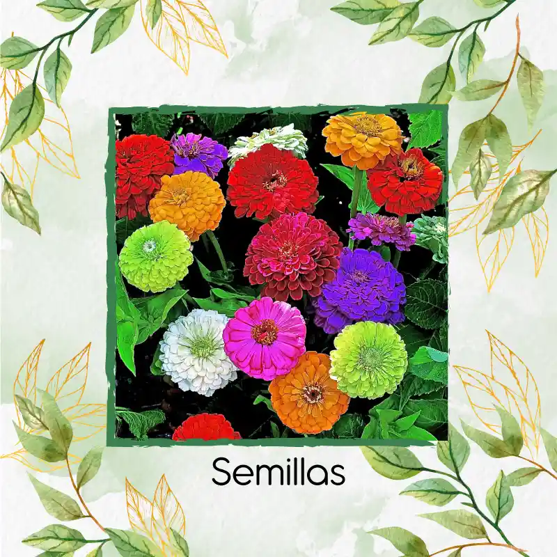 25 Semillas Orgánicas De Flor Zinnia De Dalia