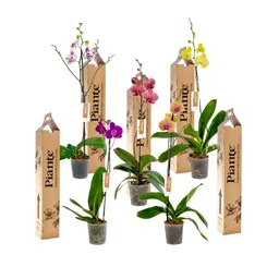 Combo X5 Orquídeas Premium En Matera De Cultivo