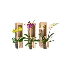 Combo X3 Orquídeas Midi Supreme En Matera De Cultivo