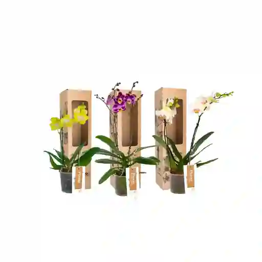 Combo X3 Orquídeas Midi Supreme En Matera De Cultivo