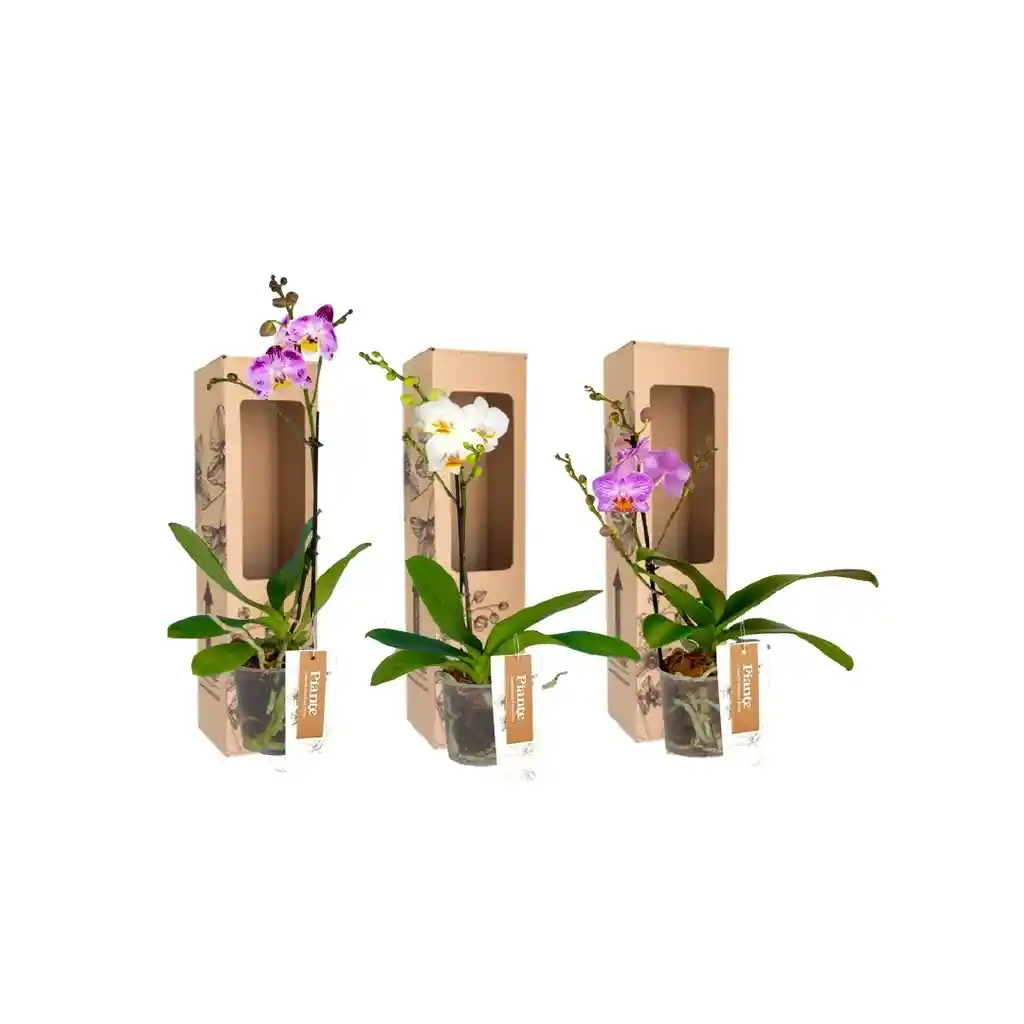 Combo X3 Orquídeas Midi Premium En Matera De Cultivo