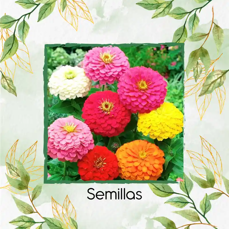 50 Semillas Orgánicas De Flor Zinnia De Dalia