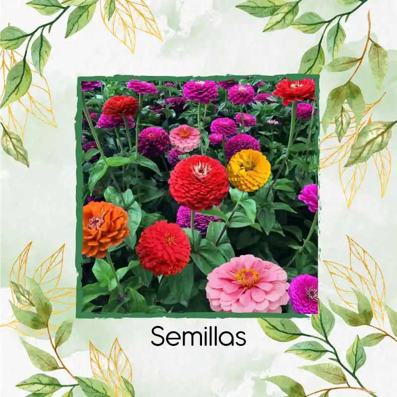 50 Semillas Orgánicas De Flor Zinnia De California