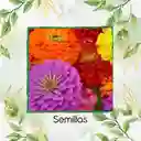500 Semillas Orgánicas De Flor Zinnia De California