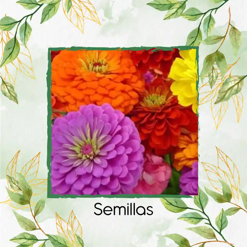 500 Semillas Orgánicas De Flor Zinnia De California