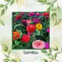 500 Semillas Orgánicas De Flor Zinnia De California