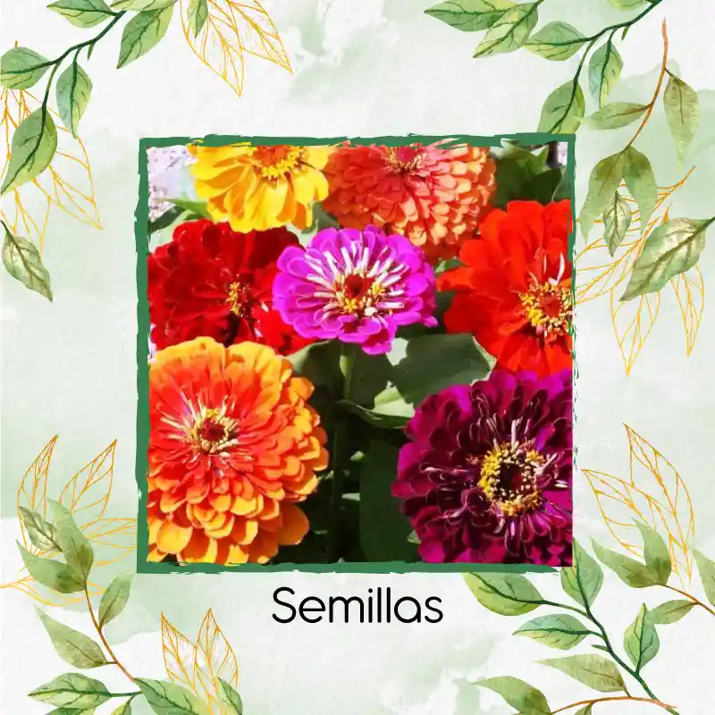 500 Semillas Orgánicas De Flor Zinnia De California