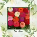 500 Semillas Orgánicas De Flor Zinnia De California