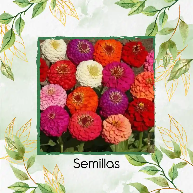 500 Semillas Orgánicas De Flor Zinnia De California