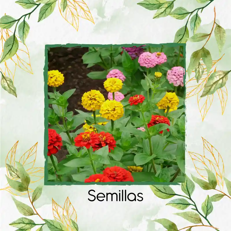 18 Semillas Orgánicas De Flor Zinnia Enana Mezcla