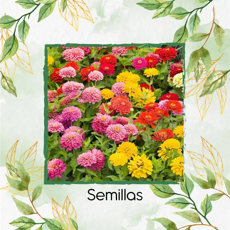 18 Semillas Orgánicas De Flor Zinnia Enana Mezcla