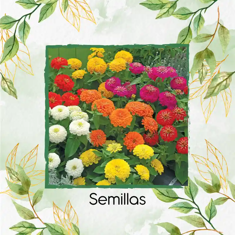 18 Semillas Orgánicas De Flor Zinnia Enana Mezcla