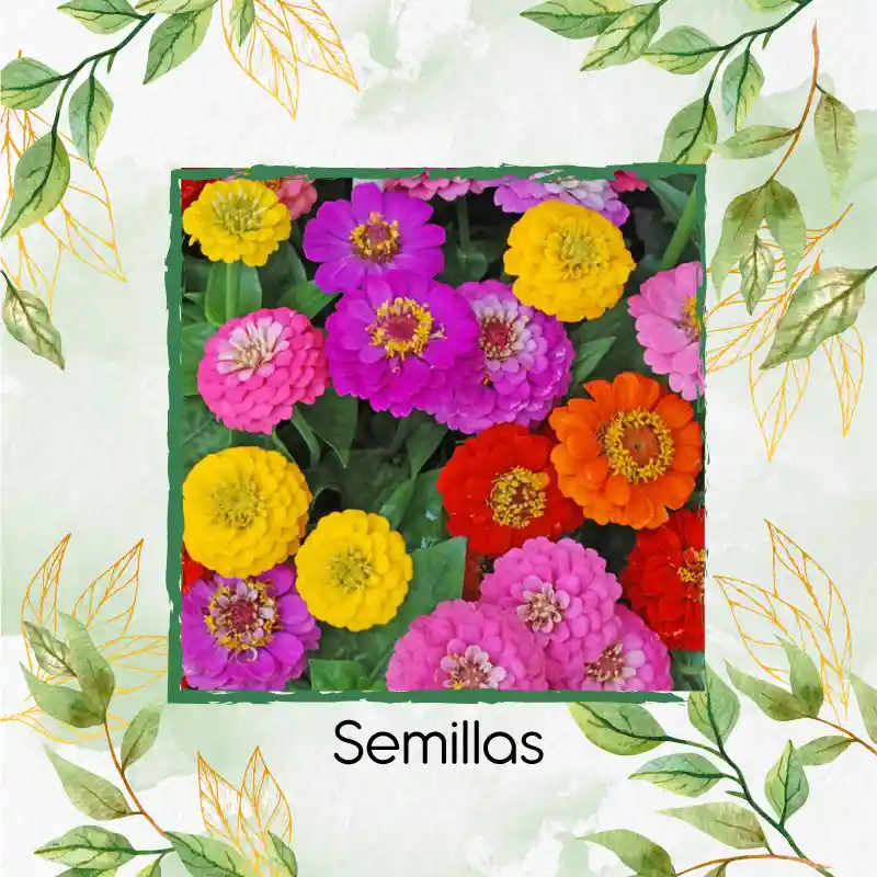 18 Semillas Orgánicas De Flor Zinnia Enana Mezcla