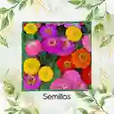 70 Semillas Orgánicas De Flor Zinnia Enana Mezcla