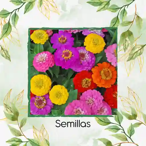 70 Semillas Orgánicas De Flor Zinnia Enana Mezcla