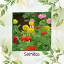 700 Semillas Orgánicas De Flor Zinnia Enana Mezcla