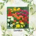 700 Semillas Orgánicas De Flor Zinnia Enana Mezcla