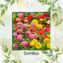 700 Semillas Orgánicas De Flor Zinnia Enana Mezcla