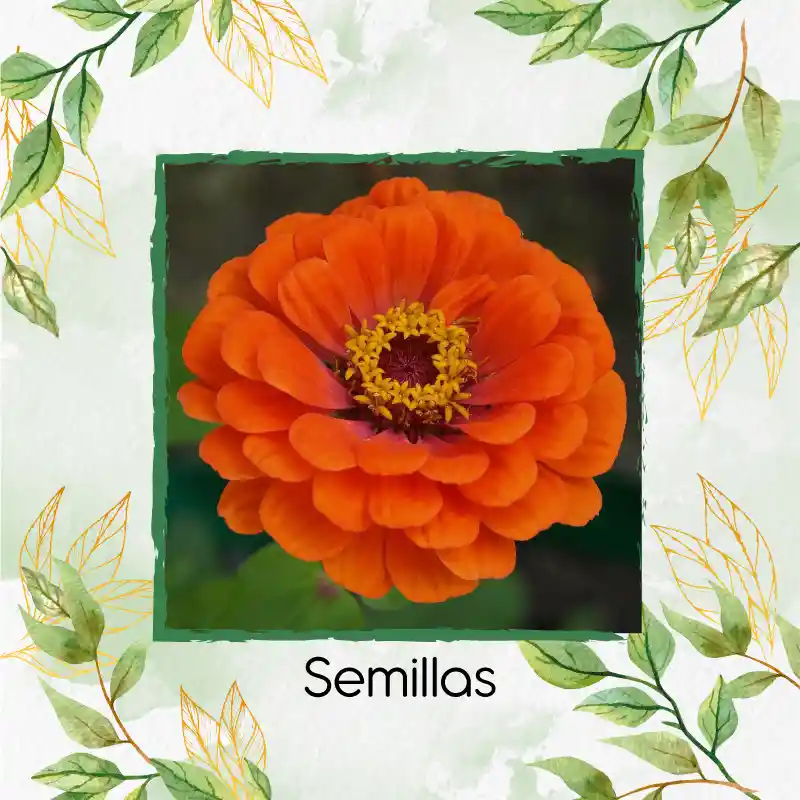 50 Semillas Orgánicas De Flor Zinnia Naranja