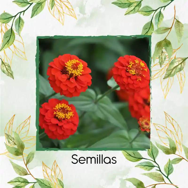 50 Semillas Orgánicas De Flor Zinnia Naranja