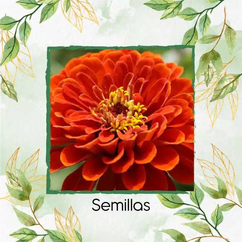 50 Semillas Orgánicas De Flor Zinnia Naranja