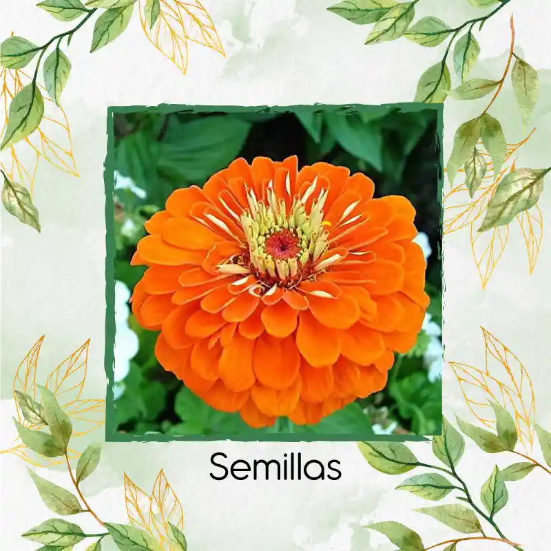 50 Semillas Orgánicas De Flor Zinnia Naranja