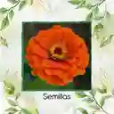 1.000 Semillas Orgánicas De Flor Zinnia Naranja