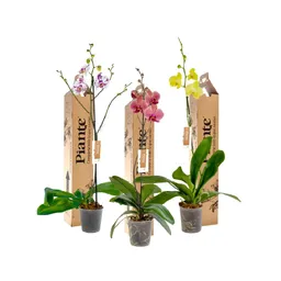 Combo X3 Orquídeas Premium En Matera De Cultivo