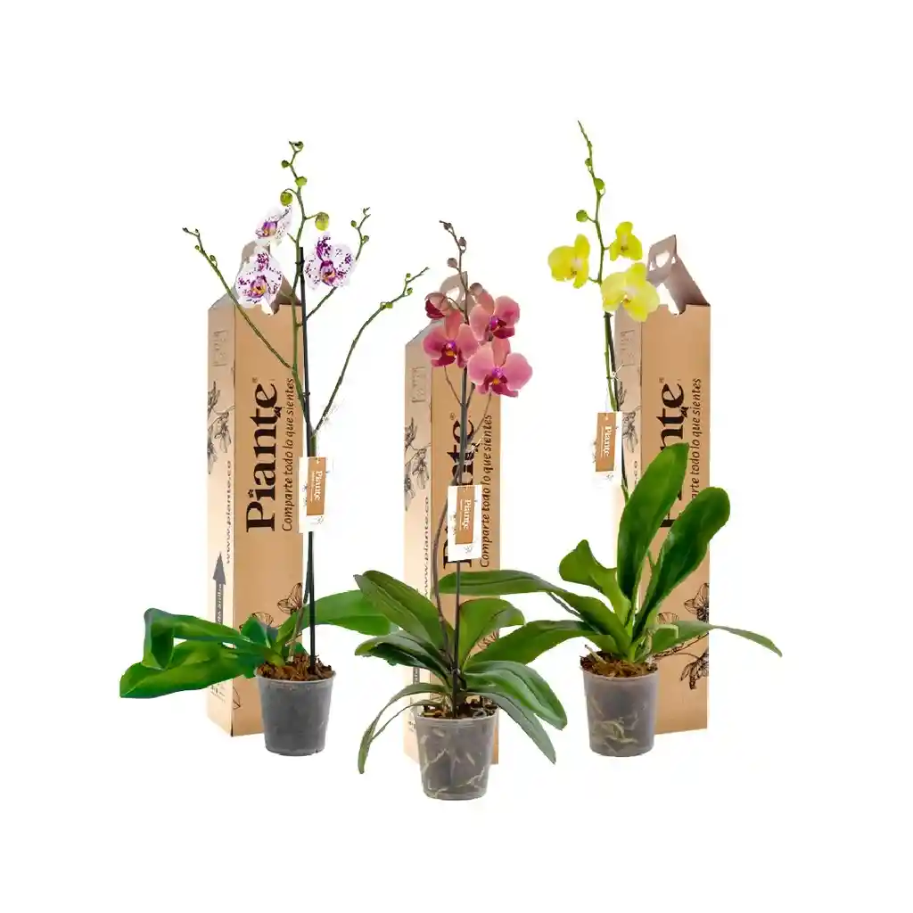 Combo X3 Orquídeas Premium En Matera De Cultivo