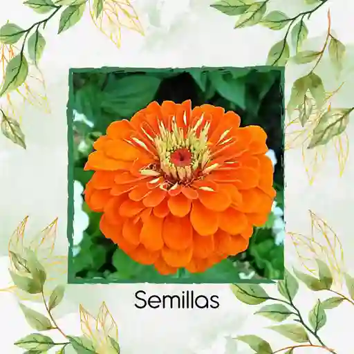 4.000 Semillas Orgánicas De Flor Zinnia Naranja