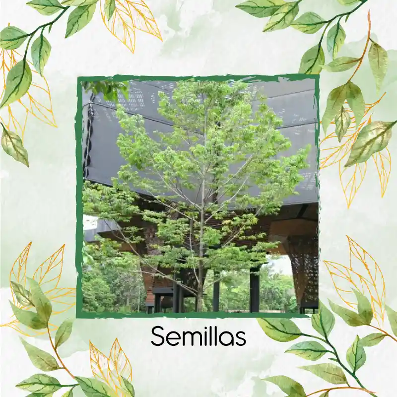 5 Semillas Orgánicas De Árbol Abarco