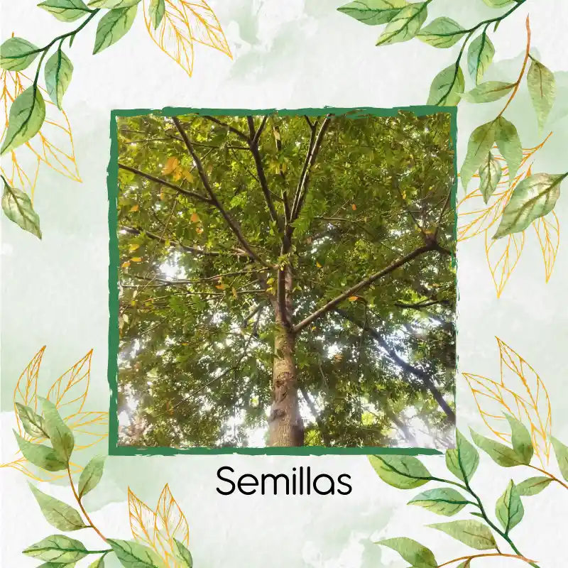 5 Semillas Orgánicas De Árbol Abarco