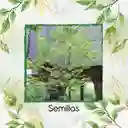 100 Semillas Orgánicas De Árbol Abarco