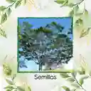 100 Semillas Orgánicas De Árbol Abarco