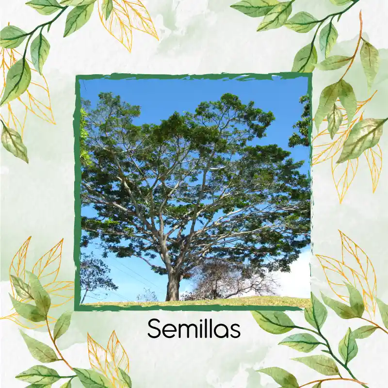 100 Semillas Orgánicas De Árbol Abarco