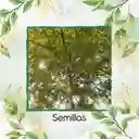 100 Semillas Orgánicas De Árbol Abarco