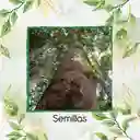 100 Semillas Orgánicas De Árbol Abarco