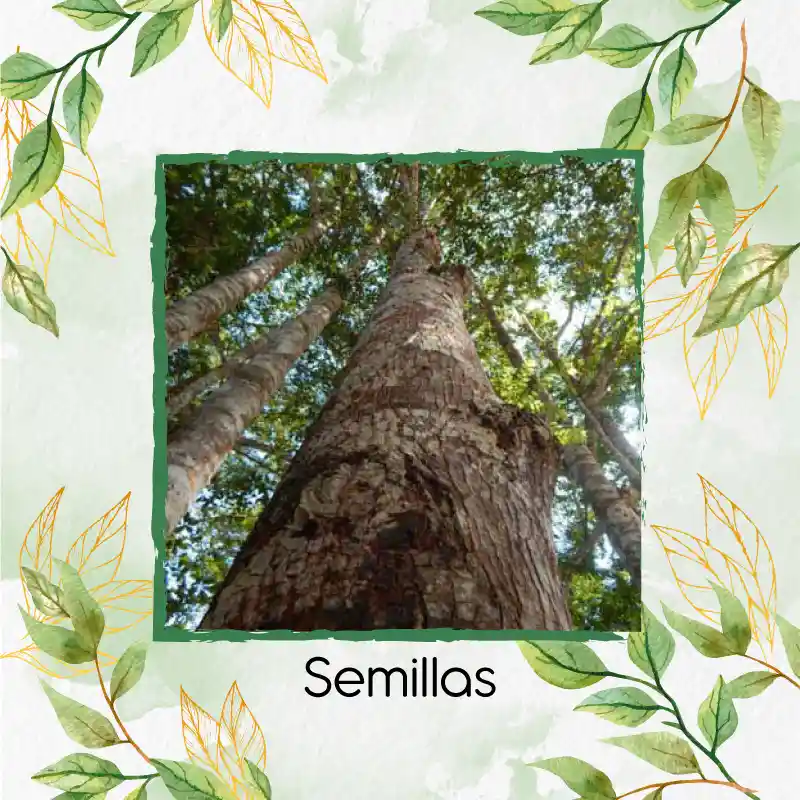 100 Semillas Orgánicas De Árbol Abarco