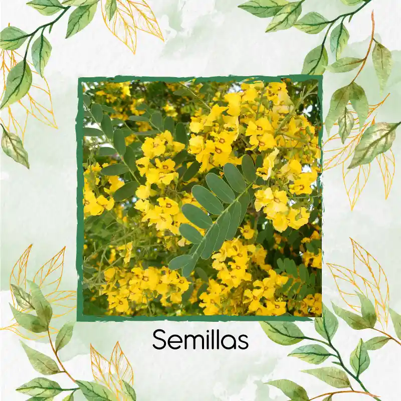 10 Semillas Orgánicas De Árbol Acacia Amarilla