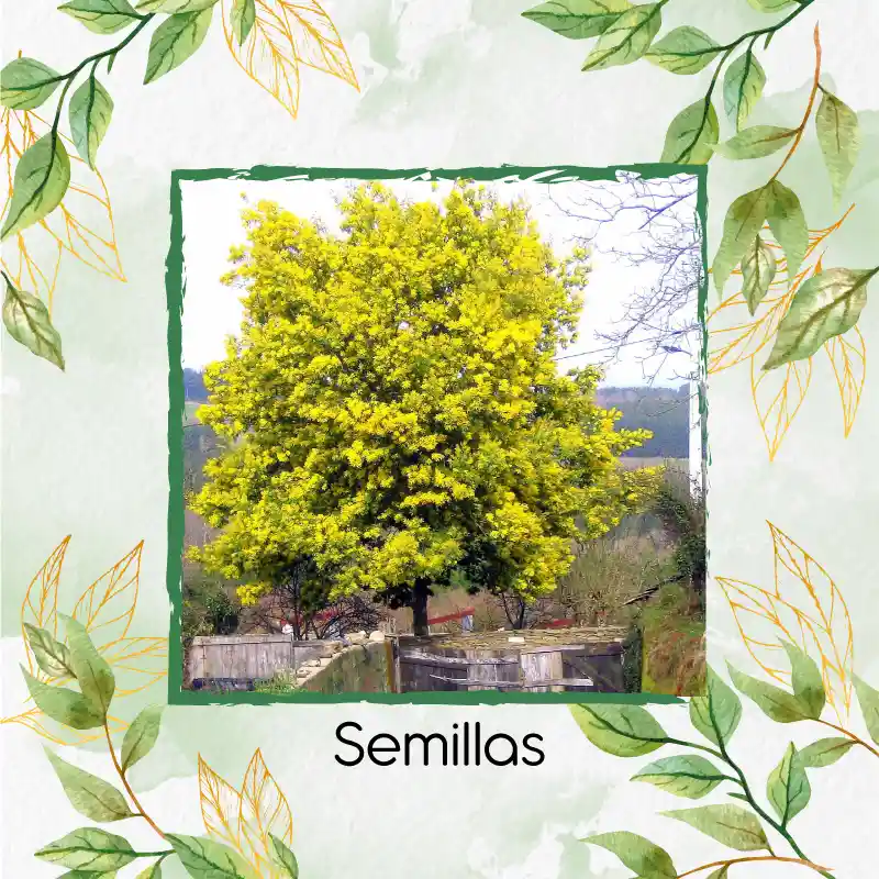 10 Semillas Orgánicas De Árbol Acacia Amarilla