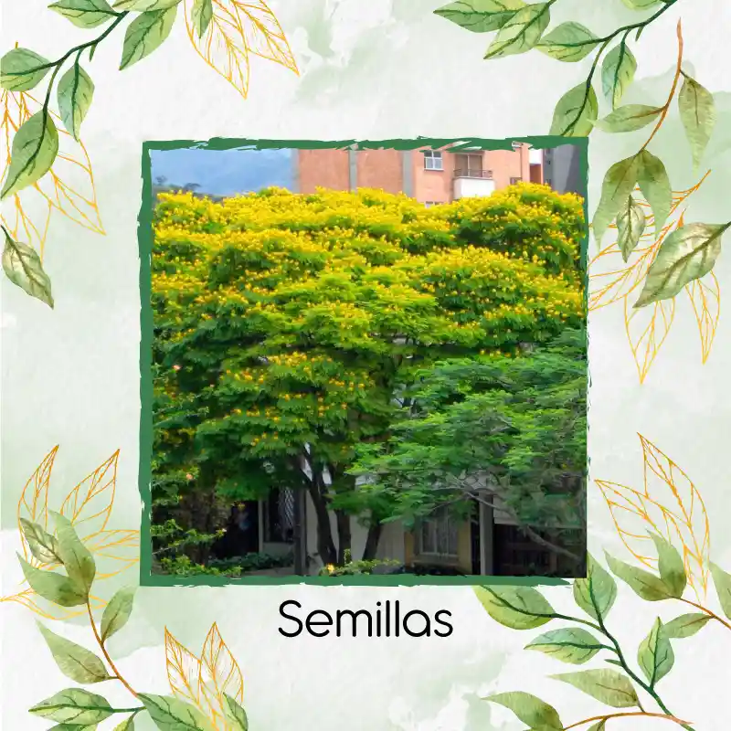 10 Semillas Orgánicas De Árbol Acacia Amarilla