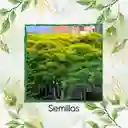 40 Semillas Orgánicas De Árbol Acacia Amarilla