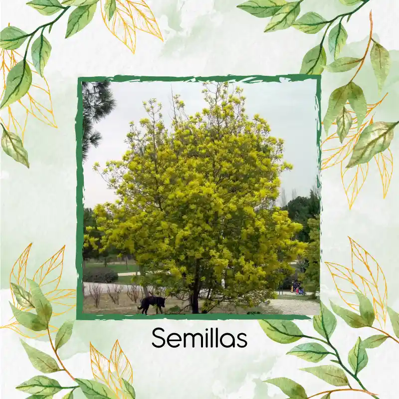 40 Semillas Orgánicas De Árbol Acacia Amarilla