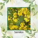 200 Semillas Orgánicas De Árbol Acacia Amarilla