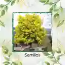 200 Semillas Orgánicas De Árbol Acacia Amarilla