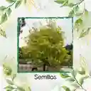 200 Semillas Orgánicas De Árbol Acacia Amarilla