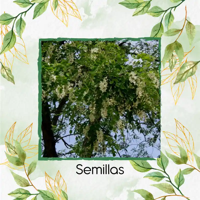 40 Semillas Orgánicas De Árbol Acacia Blanca